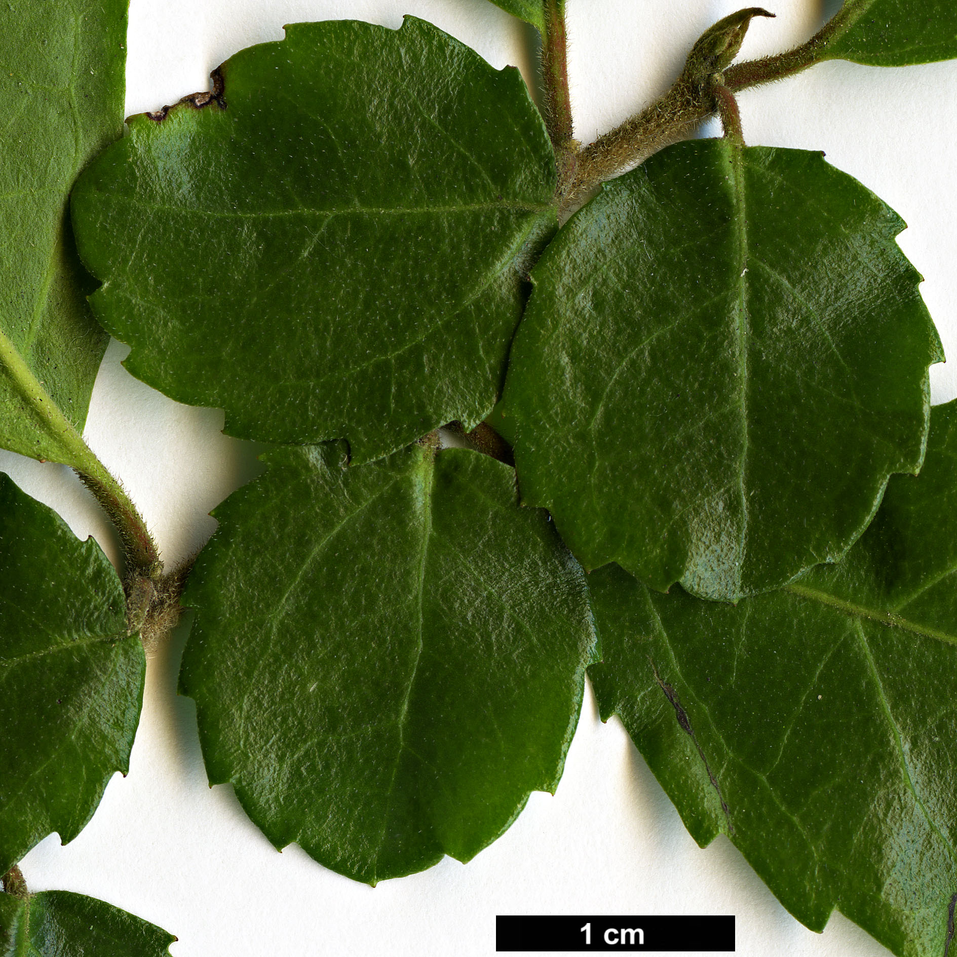 High resolution image: Family: Salicaceae - Genus: Azara - Taxon: serrata - SpeciesSub: 'Maurice Mason'